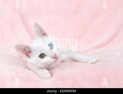 Eine niedliche kleine weiße Katze mit Heterochromia, oder odd-eyed. Ein blaues und ein grünlich braun. Festlegung auf eine strukturierte rosa Decke seitlich auf Viewer. Stockfoto