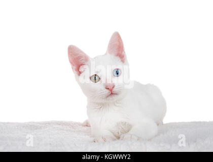 Porträt einer weiße Katze mit Heterochromia oder 'odd-eyed" Festlegung auf einem schaffell Decke isoliert auf Weiss. Ein odd-eyed Katze ist eine Katze mit einem blauen Ey Stockfoto