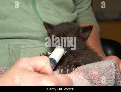 Zwei Wochen alte schwarze Katze, Spritze gefüttert Formel von Hand. Fütterung ein Neugeborenes verwaiste Kätzchen ist eine Herausforderung dar, sondern kann auch Spaß machen und belohnen. Stockfoto