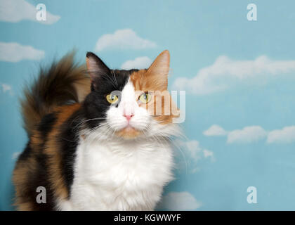 Porträt einer Calico Cat direkt an Viewer suchen, blauem Himmel mit Wolken. Platz kopieren Stockfoto