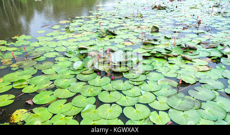 Verteilen Sie die Blätter Wasser Lilien auf dem See begrüßen bald einen schönen Sonnenschein Stockfoto