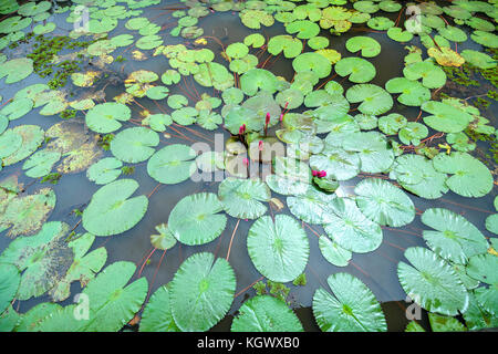 Verteilen Sie die Blätter Wasser Lilien auf dem See begrüßen bald einen schönen Sonnenschein Stockfoto