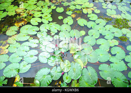 Verteilen Sie die Blätter Wasser Lilien auf dem See begrüßen bald einen schönen Sonnenschein Stockfoto