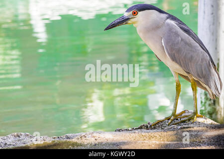 Schwarz gekrönt Night Heron oder Black-Capped Night Heron stehend durch einen Fluss, St. Ann, Jamaika Stockfoto