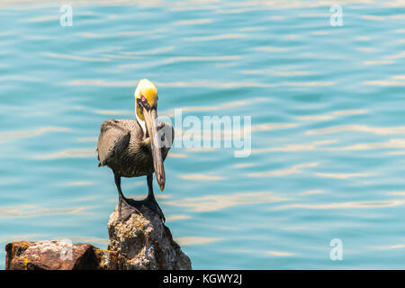 Einsame Braunpelikan thront auf einem Felsen am Meer in Port Royal, Kingston, Jamaika Stockfoto