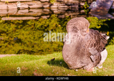 Eine große Wamme Toulouser Gans mit seinem Schnabel kratzen sich in Victoria Park, Halb, Nova Scotia, Kanada. Stockfoto