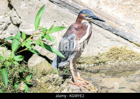 Ein einsamer Green Heron, stehend auf einem Ufer in Jamaika. Stockfoto