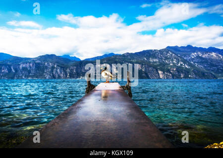 Eine Ente auf dem Bootssteg vor der Berge am Gardasee Stockfoto