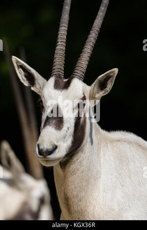 Leiter der natürliche weiße Arabische Oryx (Oryx leucoryx) Antilope im Sonnenlicht Stockfoto