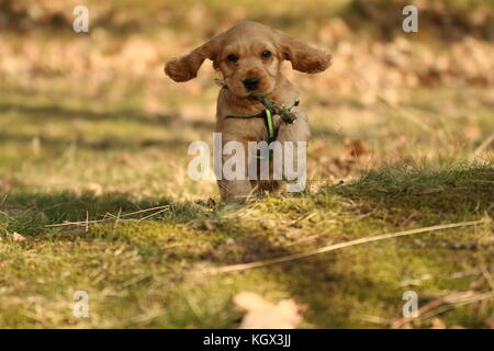 Ein cute puppy golden Cocker Spaniel ist Wandern und Spielen im Wald. Er ist glücklich zu sein. Er hält den Stock in den Mund. Stockfoto