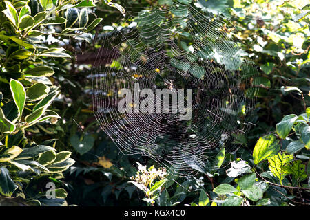 Gartenspinne mit wunderbarem, großem Netz. Farbige und schwarz-weiße Ausführungen. Weitwinkel und Nahaufnahme. Stockfoto