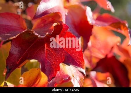 Detail der Herbst rote Blätter Weinberg mit hinterleuchtetem Licht Stockfoto