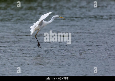 Seitenansicht natürliche Silberreiher (Egretta alba) Landung auf winkte Wasser Stockfoto