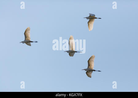 Vier natürliche große Silberreiher (Egretta alba) Flug blue sky Bird Migration Stockfoto