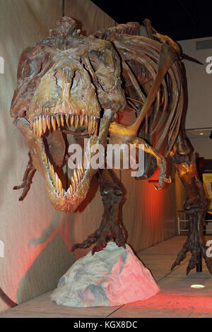 Die montierten T-Rex Dinosaurier sheleton namens Sue Stockfoto