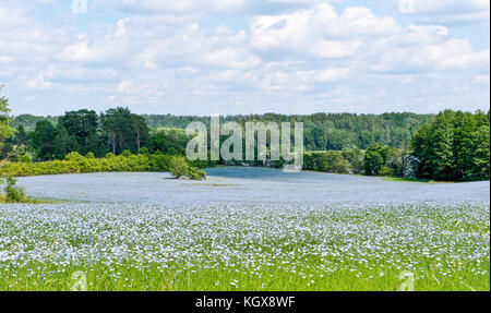 Flachsfeld in Blüte in der Landschaft außerhalb Finspång im Sommer in Schweden. Stockfoto