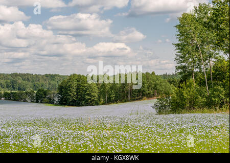Flachsfeld in Blüte in der Landschaft außerhalb Finspång im Sommer in Schweden. Stockfoto