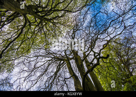 Wayland's Smithy nahe White Horse Hill, Ridgeway, Uffington Stockfoto