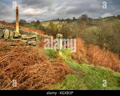 Bracken in Crimsworth Dean im Herbst bei Pecket Well Hebden Brücke West Yorkshire England Stockfoto