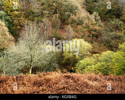 Bäume im Herbst in der Nähe von Dean Crimsworth Pecket gut Hebden Bridge West Yorkshire England Stockfoto