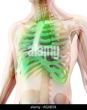 3D-Abbildung: Sternum - Teil des menschlichen Skeletts. Stockfoto