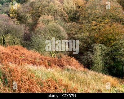 Bäume im Herbst in der Nähe von Dean Crimsworth Pecket gut Hebden Bridge West Yorkshire England Stockfoto