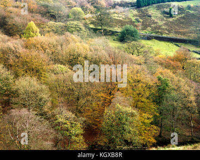 Bäume im Herbst in der Nähe von Dean Crimsworth Pecket gut Hebden Bridge West Yorkshire England Stockfoto