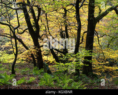 Bäume im Herbst in mittleren Dekan Woods in der Nähe von Pecket gut Hebden Bridge West Yorkshire England Stockfoto