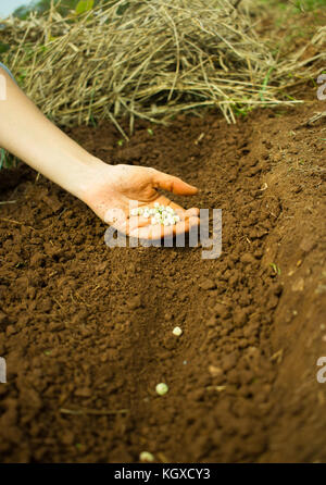 Frau hand Aussaat Samen in den Boden Stockfoto