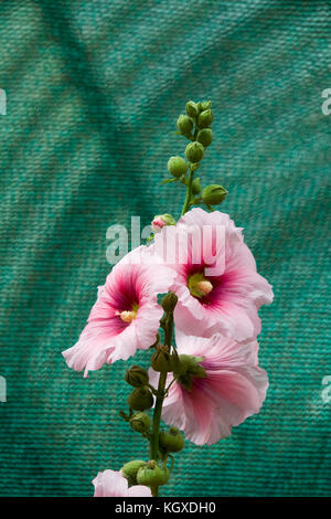 Bündel von rose Farbe hibiskus Blumen und Blüten sowie deren Knospen, geschnitten, auf grünem Hintergrund isoliert Stockfoto