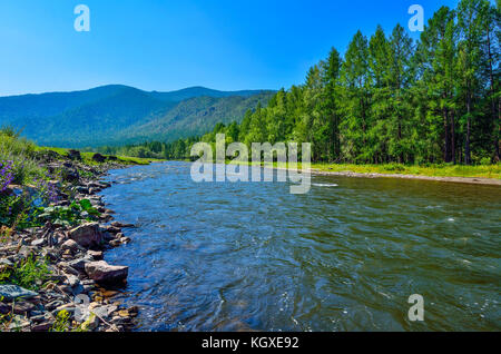 Malerische sonnige Sommer Bergwelt mit schnellen klaren Fluss unter Steinen und grüne Wälder, Altai Gebirge, Russland fließenden Stockfoto