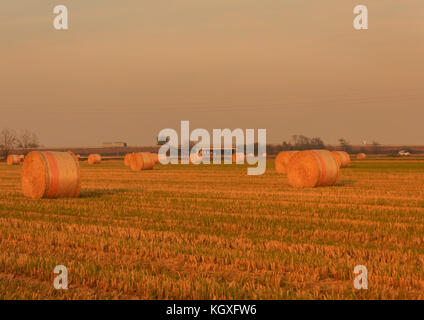 Zylindrische Heuballen Rundballen genannt in farbigen Netze/dicht an dicht eines zylindrischen Ballen Heu in einem Ackerland Stockfoto