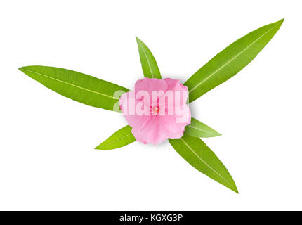 Nerium oleander Zweig mit Blüten und Blätter isoliert auf weißem Stockfoto