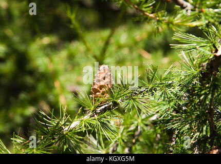 In der Nähe von Pine Niederlassungen Stockfoto