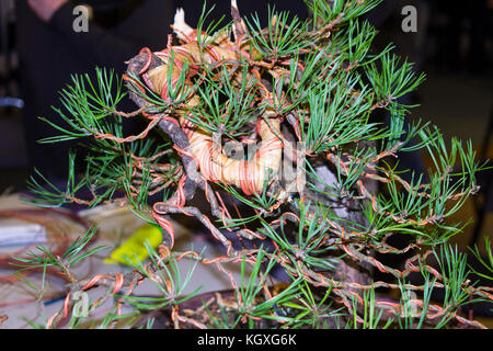 Rafia und Kupferdraht in die Biegung von Zweigniederlassungen, die in den frühen Phasen der Gestaltung und Entwicklung eines Bonsai von einem gesammelt Scots Pine Tree verwendet Stockfoto