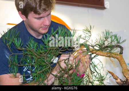 Bjorn Bjorholm in der Anfangsphase der Schaffung eines Bonsai aus dem schottischen Kiefernholz (Pinus Sylvestris) bei einer öffentlichen Demonstration in Belfast in Nordirland Stockfoto