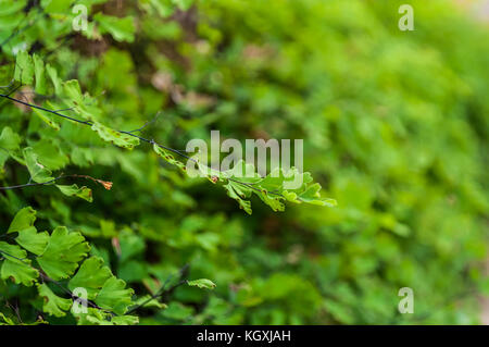 Maiden Haar Farn (Adiantum sp.) Blätter auf Blur grünen Hintergrund. Es ist in der kräutermedizin als Tee oder Sirup, für seine schleimlösende und Husten unterdrücken Stockfoto