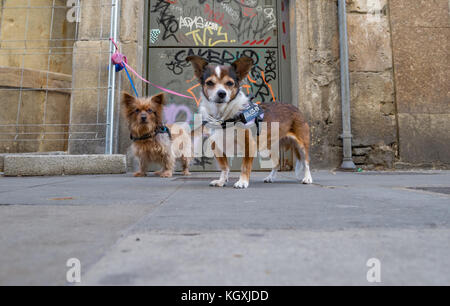 Kleine Hunde außerhalb einer Tür auf die engen Gassen in Barcelona, Spanien. Stockfoto