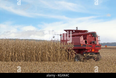Red Mähdrescher Ernten von Mais in einem Bauernhof Feld Stockfoto