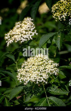 Weiße Blumen auf der Ältere bush (sambucus nigra) im Frühjahr Stockfoto