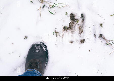 Wildschwein Stellfläche und des Menschen linken Fuß im Schnee Stockfoto