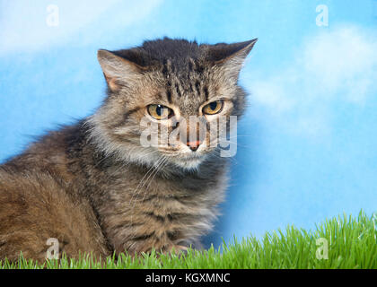 Schwarz und Braun tabby cat Verlegung im grünen Gras, um die Zuschauer auf der Suche nach rechts in das Gras, blauem Himmel mit Wolken. Stockfoto