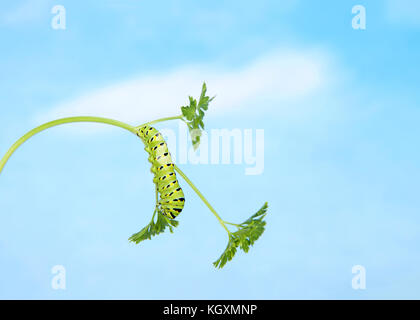 Ein Schwalbenschwanz Raupe, Papilio polyxenes, kopfüber Klettern auf petersilie Anlage auf der Suche nach Essen. Blauer Himmel mit Wolken Stockfoto