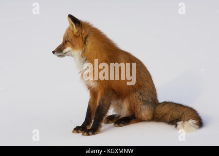 Winter Red Fox sitzen im Schnee in Whitehorse, Yukon, Kanada Stockfoto