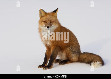 Winter Red Fox sitzen im Schnee in Whitehorse, Yukon, Kanada Stockfoto