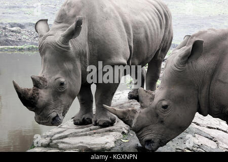 Das Nashorn genießt das Gras im Zoo Stockfoto
