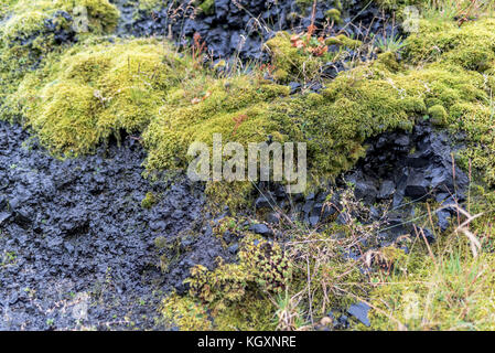 Üppige Moos wächst an den schwarzen Felsen Stockfoto