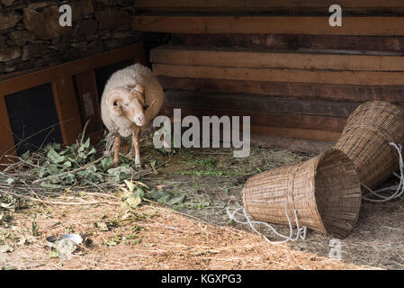 Himalayan männliche Schaf mit großen gekrümmten Hörnern im Freien in Indien. Stockfoto