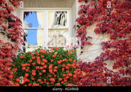 Windows mit roten Blüten und Blätter im Zentrum von Brixen. Südtirol, Italien. Stockfoto