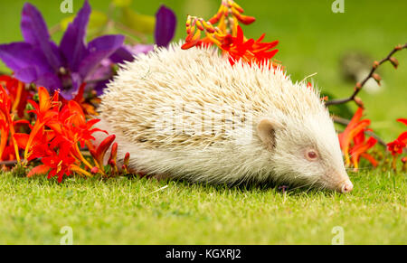 Igel im Sommergarten, seltener Albino, aus einem Wildtierhäuschen entnommen, um die Gesundheit und die Population dieses Lieblings-, aber rückläufigen Säugetieres zu überwachen Stockfoto